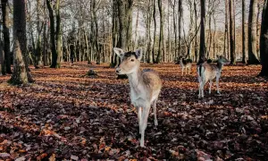 Wildpark Schwarze Berge: Was Sie wissen müssen Tipps & Tiere