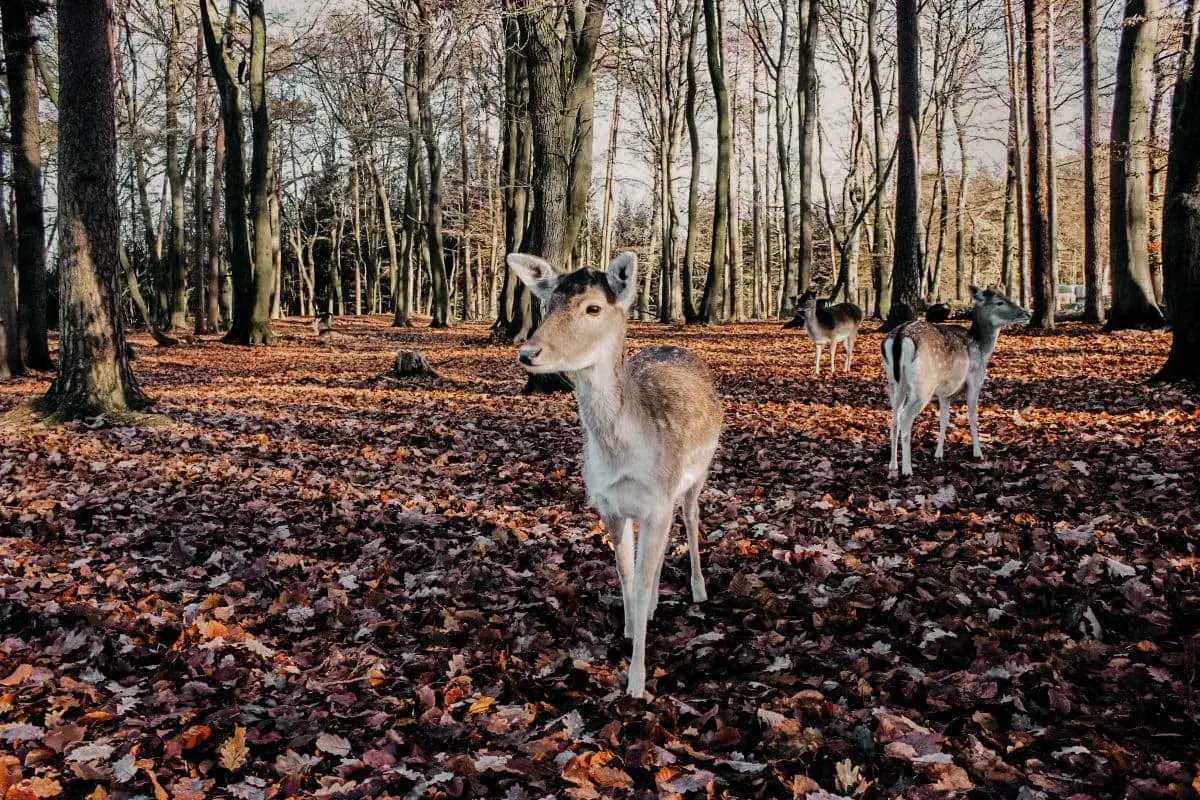 Wildpark Schwarze Berge: Was Sie wissen müssen Tipps & Tiere