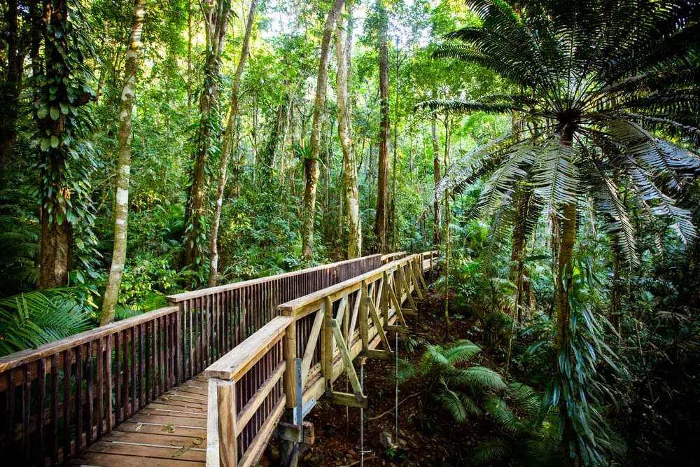 Daintree Rainforest Baumkronenpfad Queensland